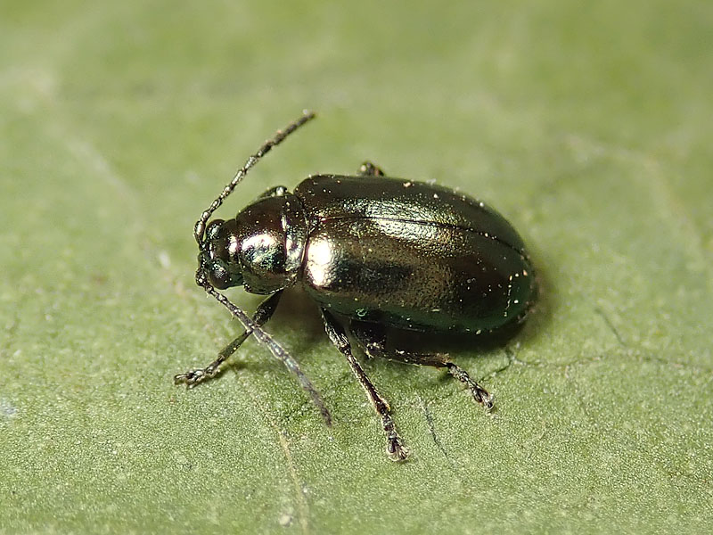 Chrysomelidae: Altica sp.